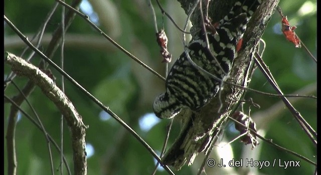 Freckle-breasted Woodpecker - ML201366511