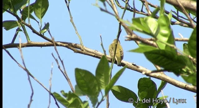 Andaman Flowerpecker - ML201366531