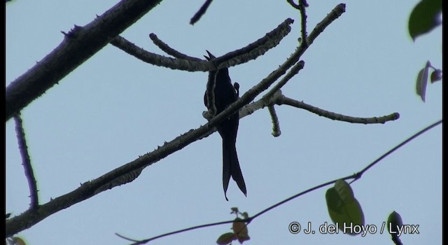Drongo des Andaman - ML201366541