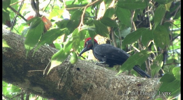 Andaman Woodpecker - ML201366591