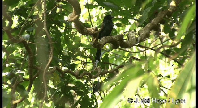 Greater Racket-tailed Drongo - ML201366601