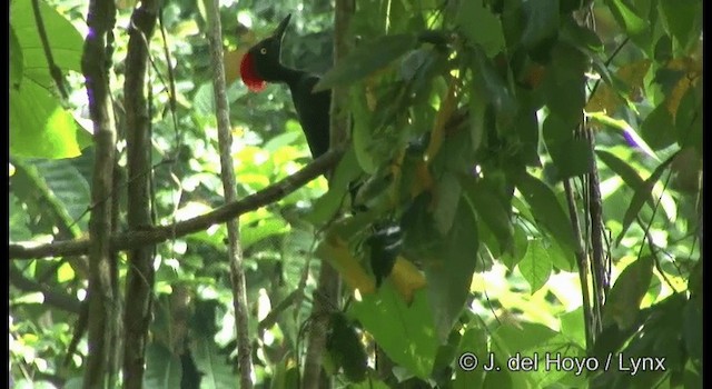 Andaman Woodpecker - ML201366611