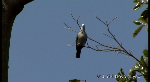 Green Imperial-Pigeon (Green) - ML201366621
