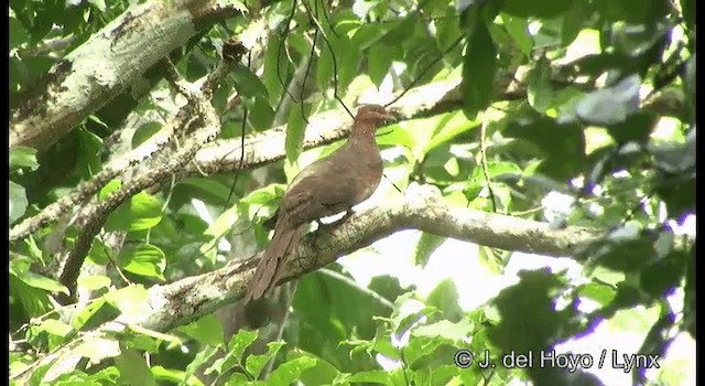 Andaman Cuckoo-Dove - ML201366731