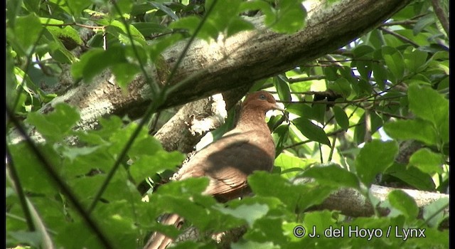 Andaman Cuckoo-Dove - ML201366741