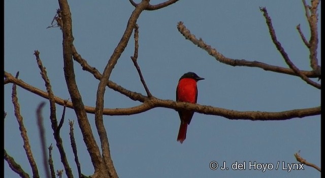 赤紅山椒鳥(speciosus群) - ML201366781