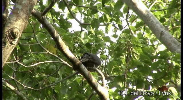 Andaman Wood-Pigeon - ML201366841