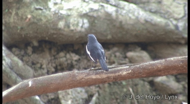 Oriental Magpie-Robin (Oriental) - ML201366861