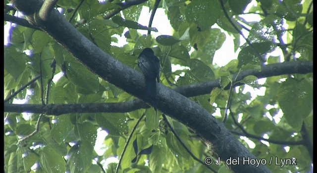 Greater Racket-tailed Drongo - ML201366871