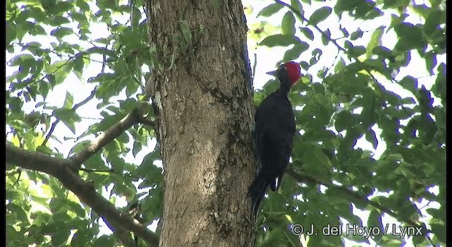 Andaman Woodpecker - ML201366881