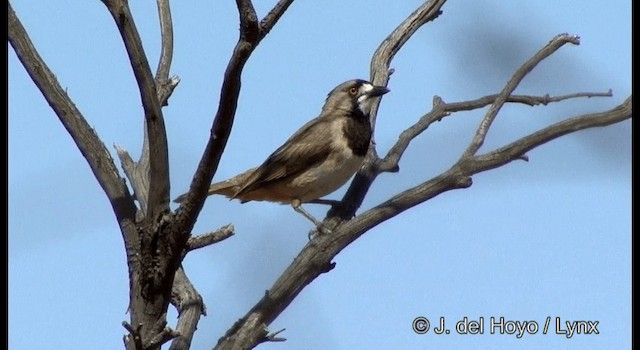 Crested Bellbird - ML201367181