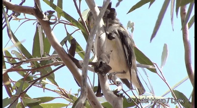 Streifenpanthervogel (substriatus) - ML201367191