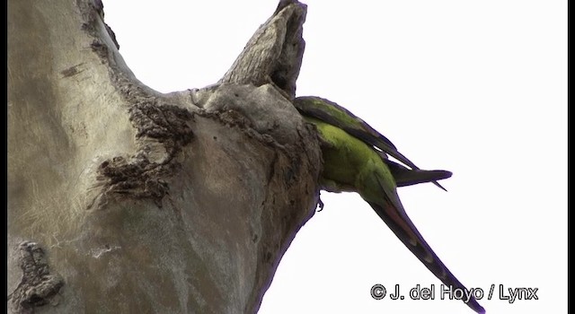 papouškovec žlutokřídlý - ML201367331