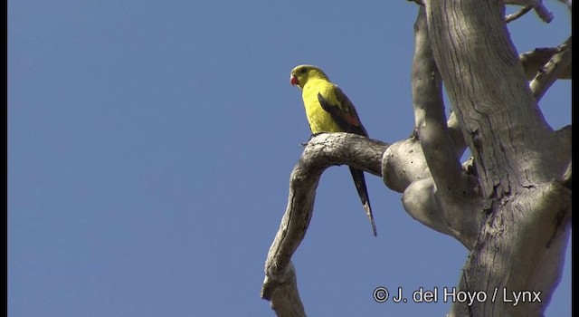 papouškovec žlutokřídlý - ML201367341