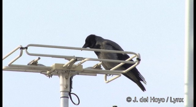 Hooded Crow (Hooded) - ML201368021