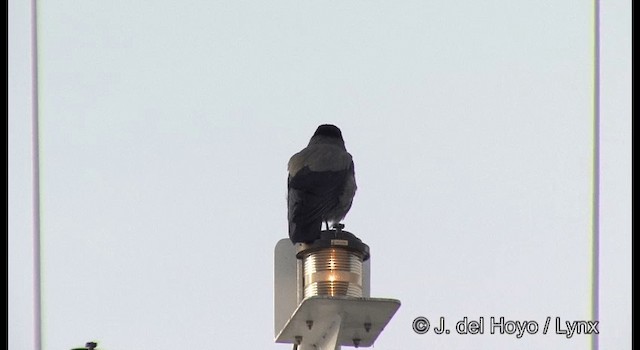 Hooded Crow (Hooded) - ML201368031