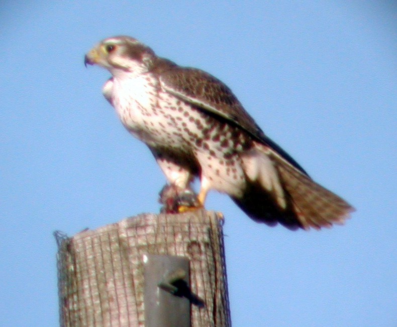Prairie Falcon - Dan Scheiman