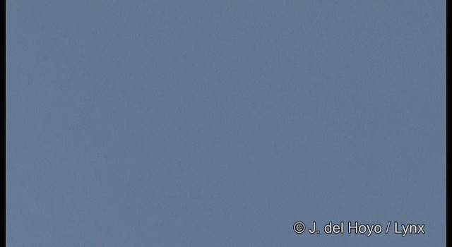 skřivan polní (ssp. japonica/intermedia) - ML201368421