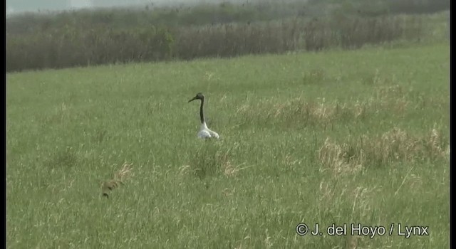 Red-crowned Crane - ML201368591