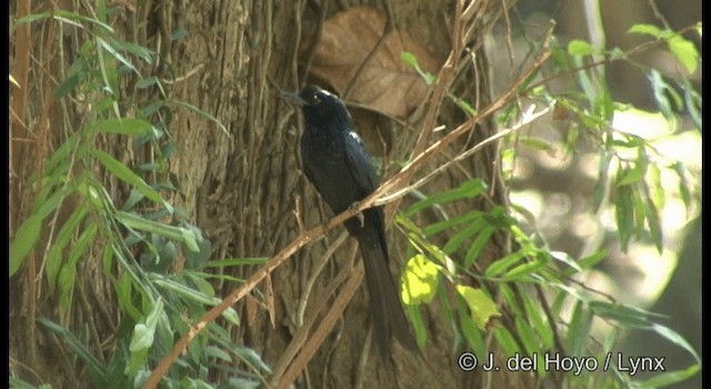 Greater Racket-tailed Drongo - ML201368751