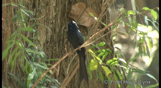 Greater Racket-tailed Drongo - ML201368761