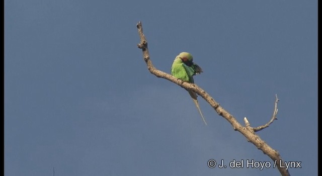 Long-tailed Parakeet (Andaman) - ML201368861