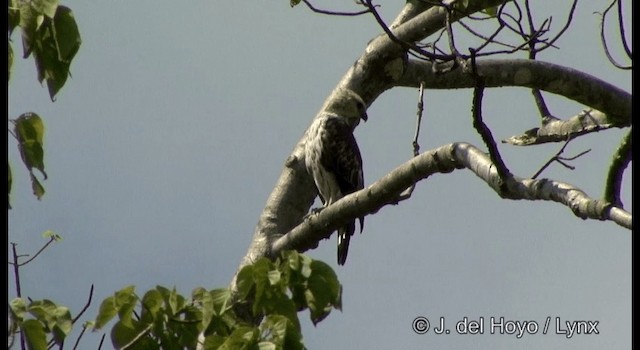 Изменчивый хохлатый орёл [группа limnaeetus] - ML201368901