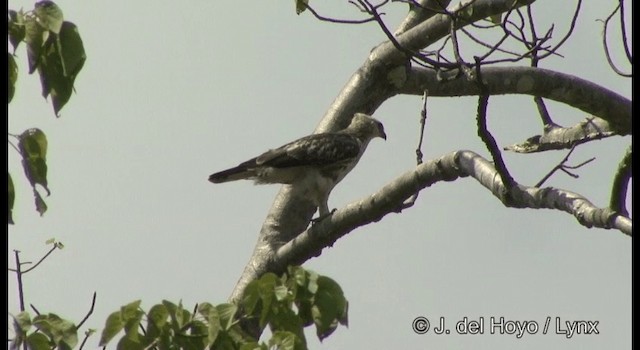 Орел-чубань індійський [група limnaeetus] - ML201368911