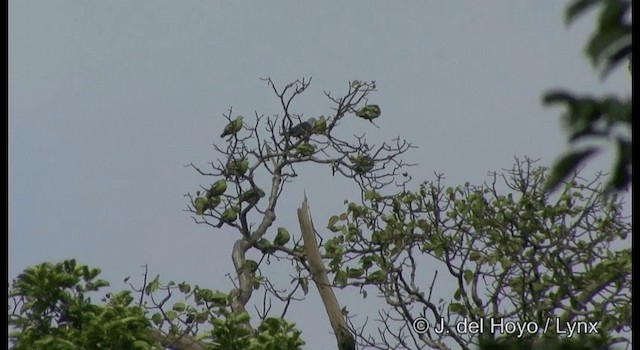 Andaman Green-Pigeon - ML201368991