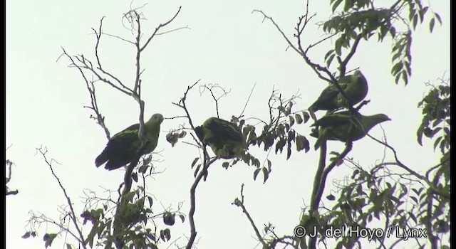 Андаманский зеленый голубь - ML201369001