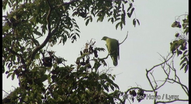 Андаманский зеленый голубь - ML201369011