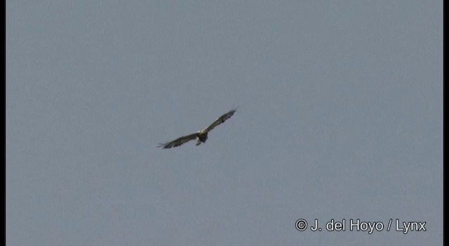 Rough-legged Hawk - ML201369111