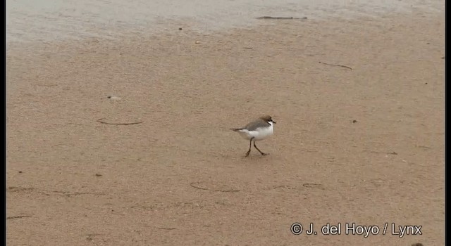 Red-capped Plover - ML201369691