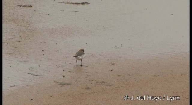 Red-capped Plover - ML201369701