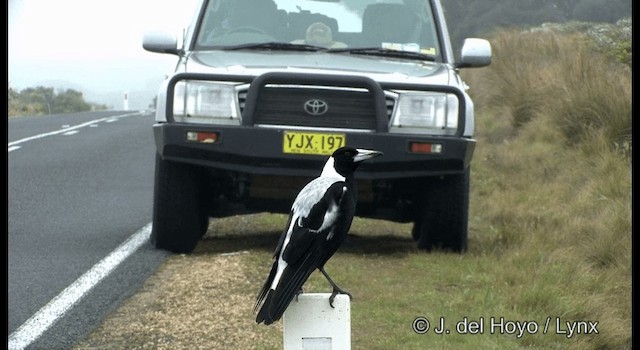Australian Magpie (White-backed) - ML201369761