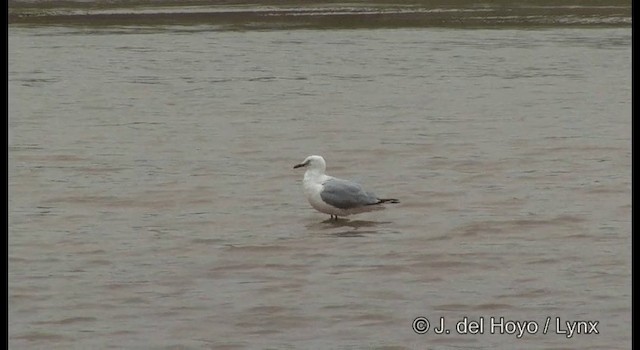 Silver Gull (Silver) - ML201369791