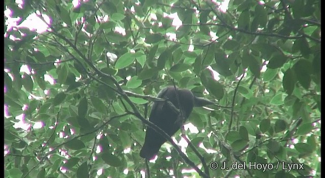 Chestnut-bellied Imperial-Pigeon - ML201369871