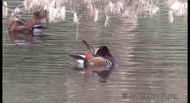 Mandarin Duck - ML201369941