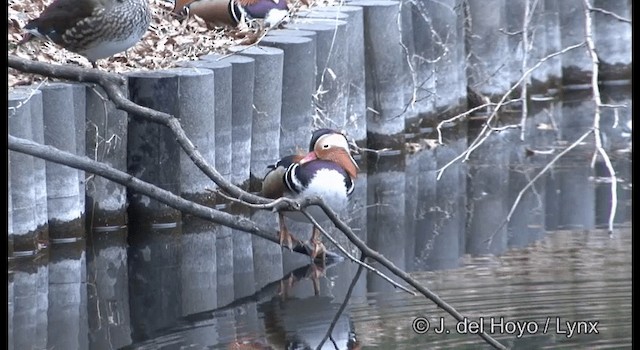 Mandarin Duck - ML201369951