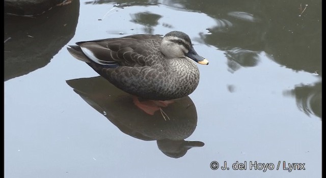 Eastern Spot-billed Duck - ML201370021