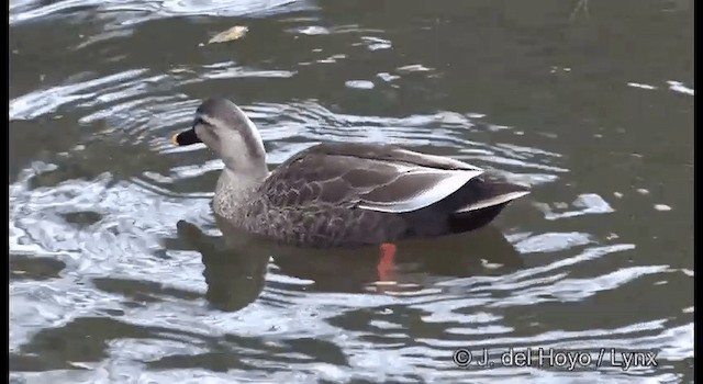 Eastern Spot-billed Duck - ML201370051