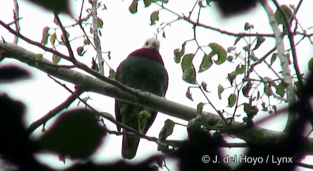 holub bělohlavý - ML201370151