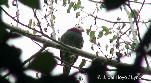 holub bělohlavý - ML201370161