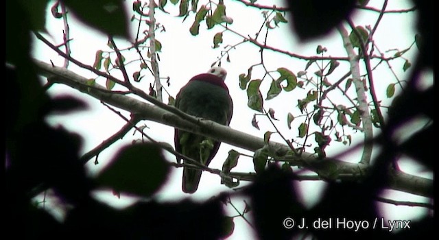holub bělohlavý - ML201370171