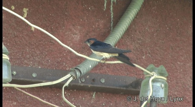 Red-rumped Swallow (Red-rumped) - ML201370501