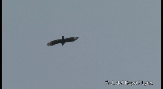 Crested Serpent-Eagle (Crested) - ML201370701