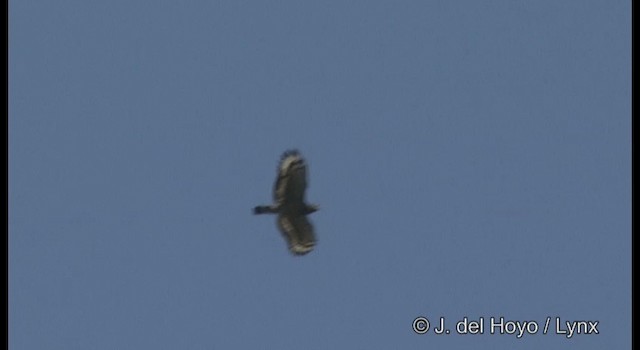 Crested Serpent-Eagle (Crested) - ML201370711