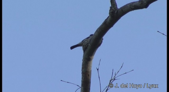 Black-winged Flycatcher-shrike - ML201370821