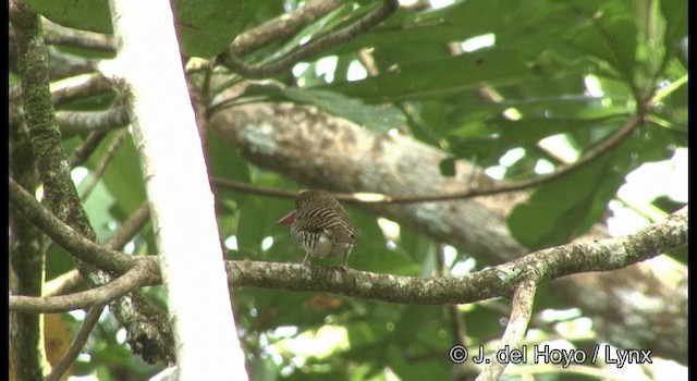 Banded Kingfisher (Banded) - ML201370871