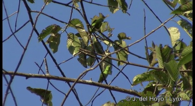 Blue-crowned Hanging-Parrot - ML201370891